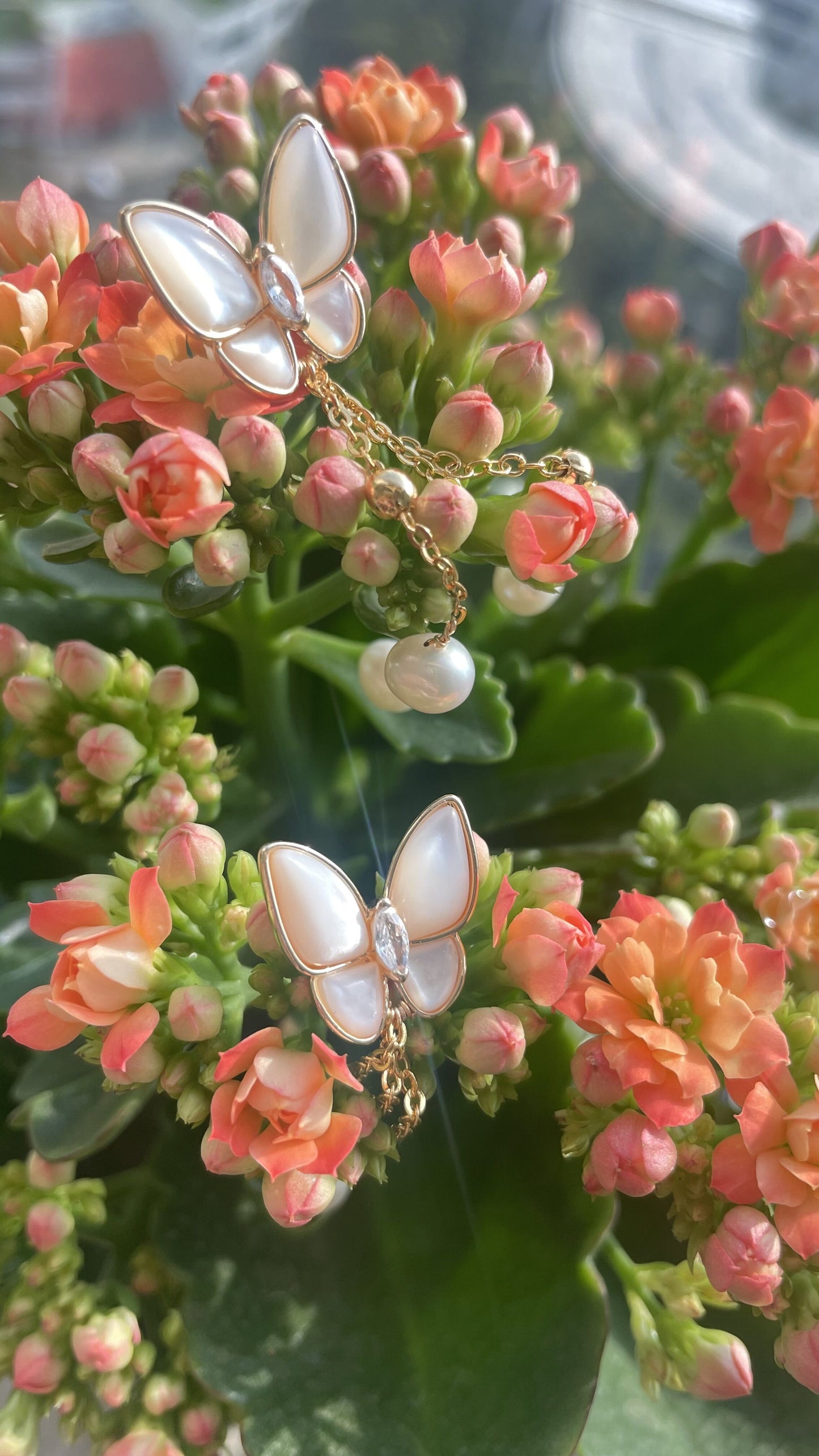 Butterfly Shaped Mother of Pearl with Freshwater Pearl Charm Drop Earrings